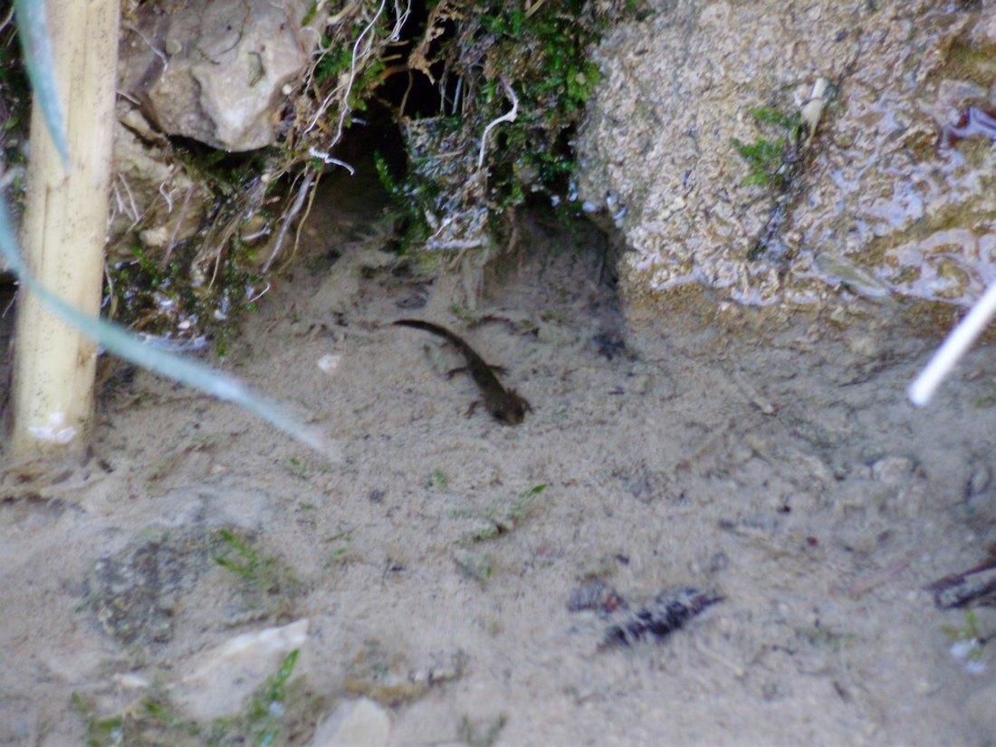 Popolazione di S. salamandra molto numerosa